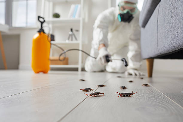 Commercial Kitchen Cockroach Control in Mount Prospect